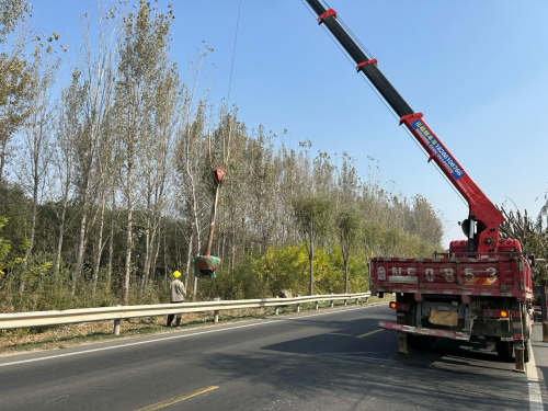 多米体育宁津分中心补栽增绿提升道路绿化景观效果(图1)