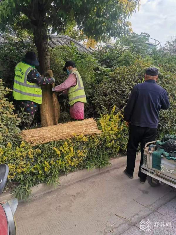 “牢记嘱托 真旺五年”丨多米体育城市绿化精细化管理 市民尽享绿色生态福祉(图5)