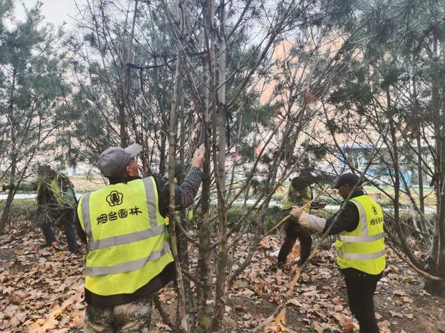 多米体育感知山东 烟台市园林建设养护中心全面做好冬季绿化养护工作(图1)