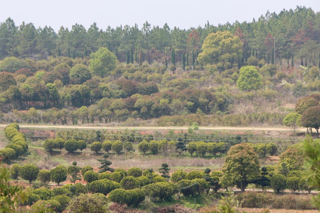 “种风景”的新农人｜“园林艺师”：卖苗又卖景多米体育(图1)